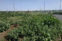 Один из новых микрорайонов в Оренбурге - также заросший сорняками по пояс