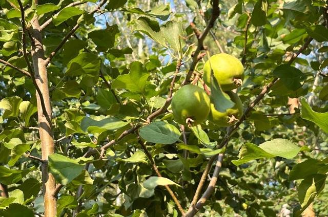 Плодожорка способна уничтожить урожай яблок, если не принять мер для защиты от вредителя.