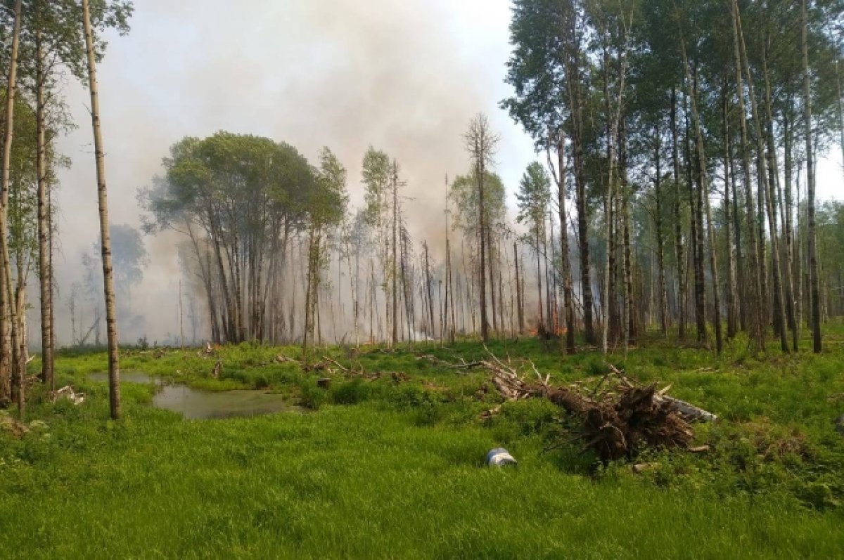 Дымное лето 2023. Почти 94% лесных пожаров бушуют в трех регионах России