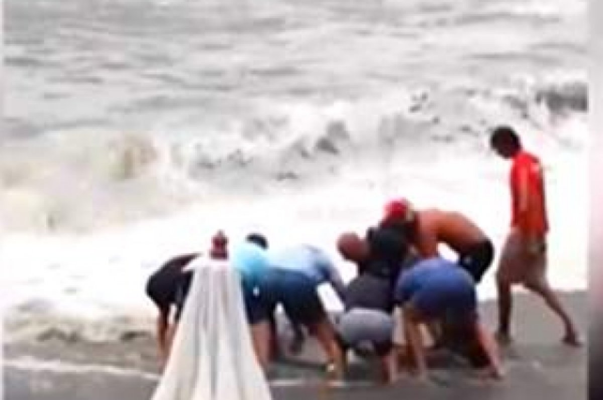 В Адлере спасли выброшенных штормом на берег дельфинов