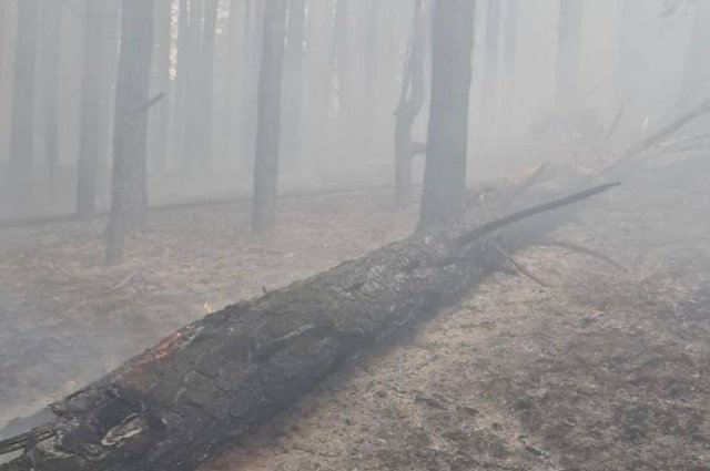В Бузулукском бору из-за молнии произошёл пожар.