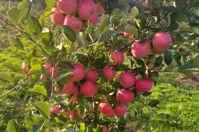 Новый сорт яблок получил название "Теремок" 