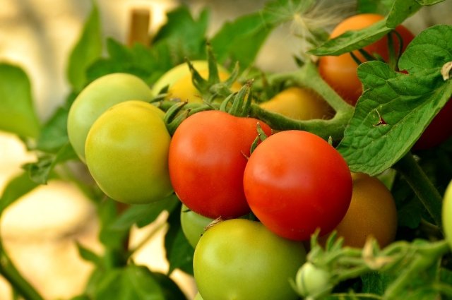 Как бороться с фитофторозом на помидорах, если плоды скоро снимать?