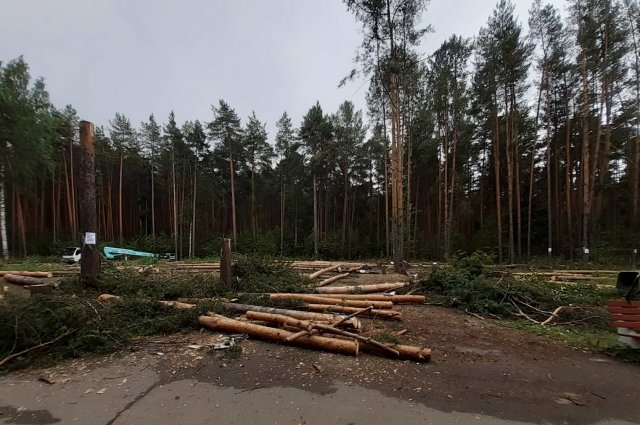 В парке Балатово вырубают деревья.