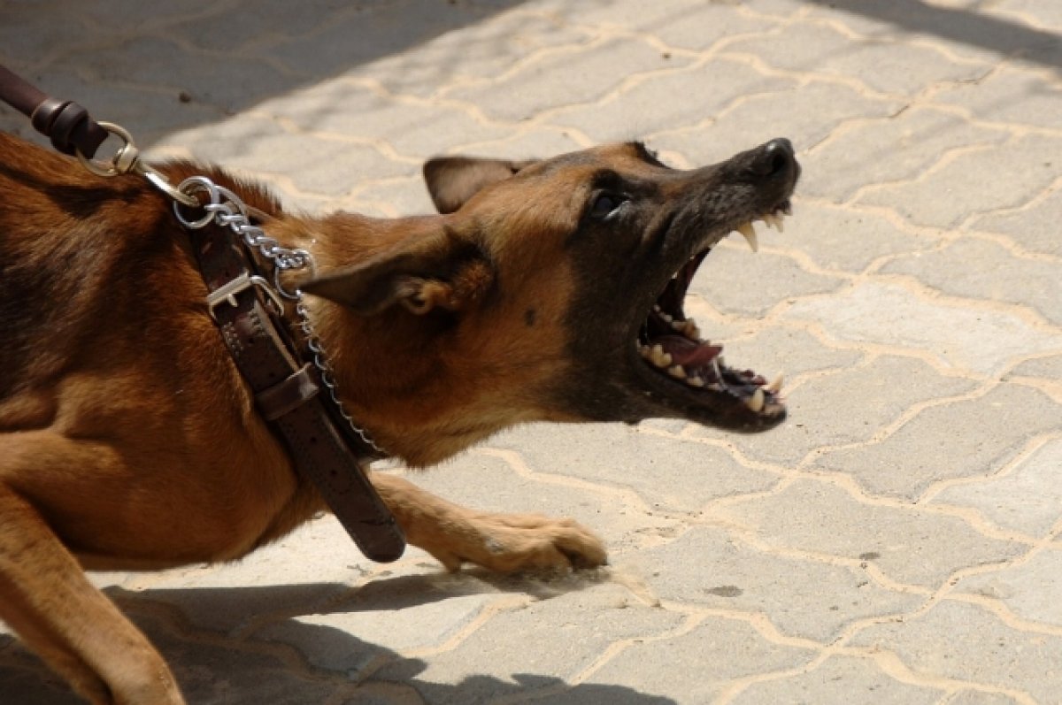 В России могут ввести штрафы за выгул собак без намордника | Общество |  Аргументы и Факты