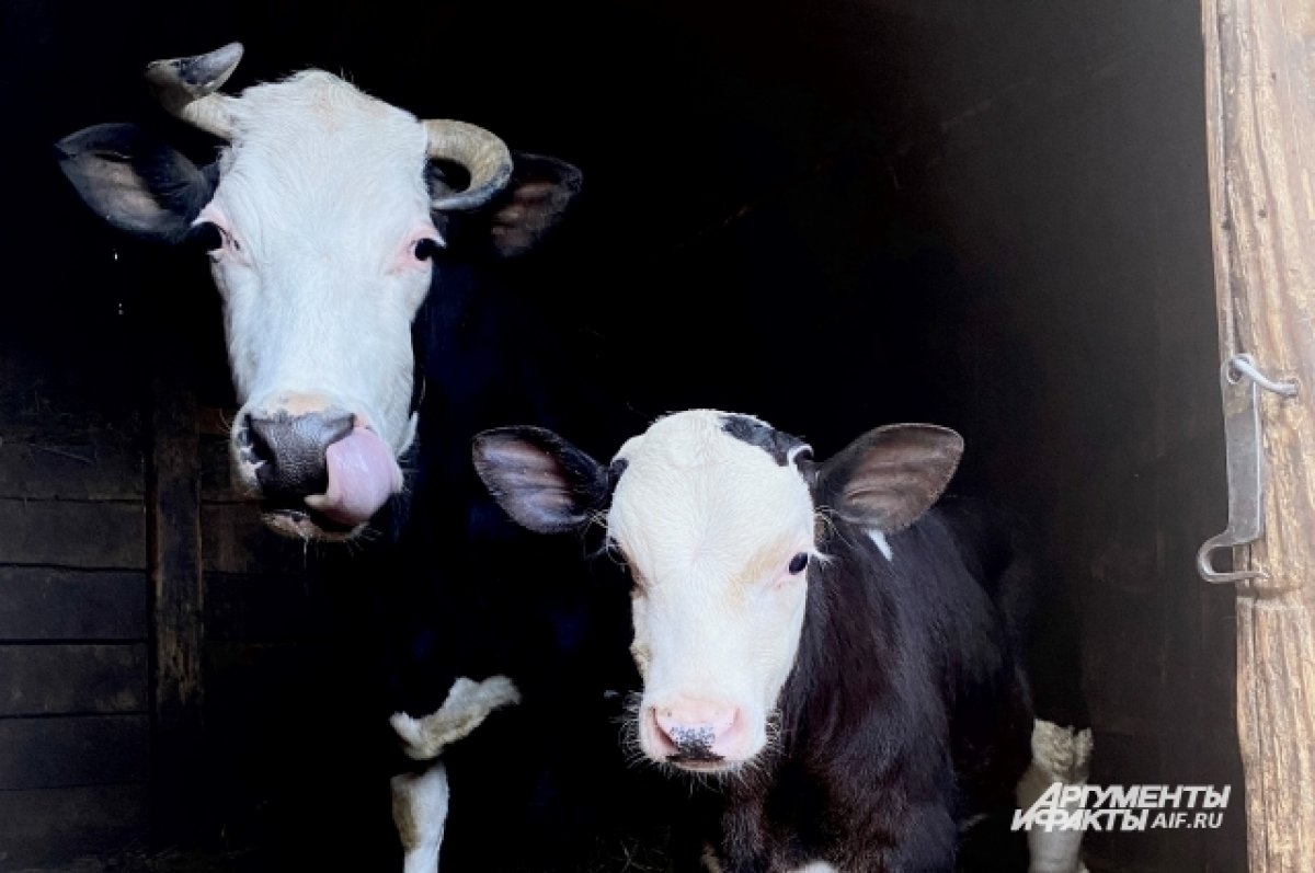 Рогатая проблема. Каждый год количество коров в Кузбассе сокращается |  СЕЛЬСКОЕ ХОЗЯЙСТВО | АиФ Кузбасс