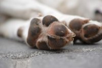 По данным управления ветеринарии, в 2023 году в Бурятии насчитывается 7,5 тысяч собак без владельцев.