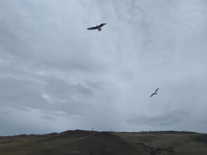 Чайки сопровождают паром, выпрашивая подачки и расхаживают по полям острова, похожие на пасущихся гусей.