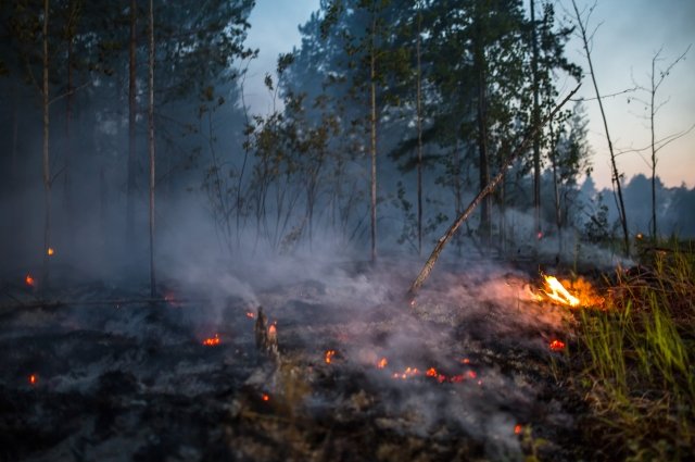 В Югре продолжает действовать режим ЧС из-за лесных пожаров.
