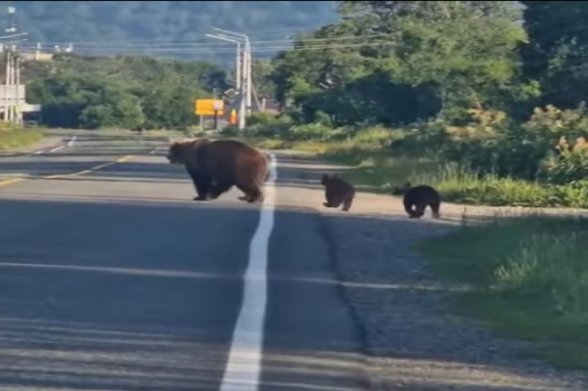 Камчатка медведи фото