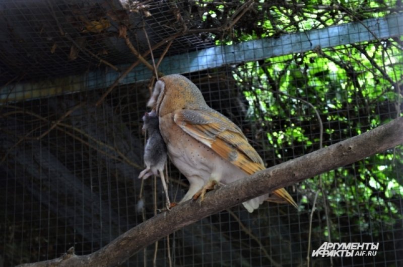 Есть даже семейная пара - на фото мама-сова держит еду для птенцов, которую скоро унесёт в гнездо. 
