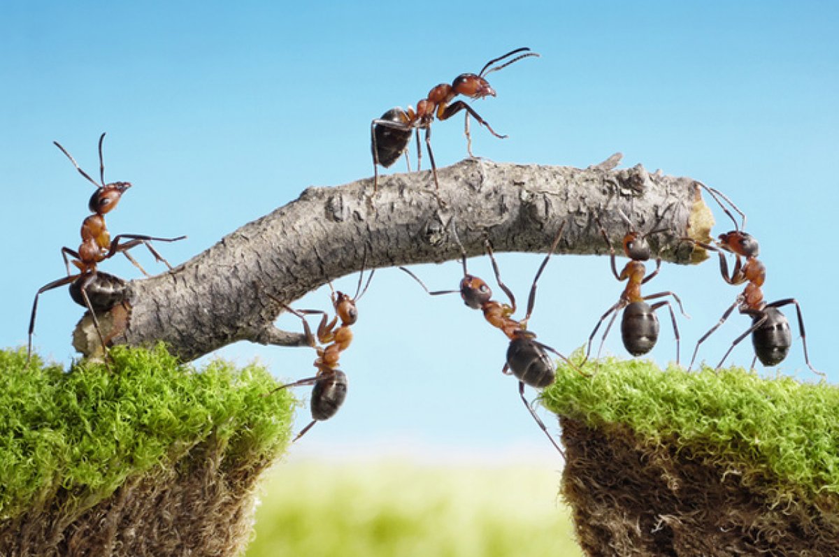Por que las hormigas hacen circulos