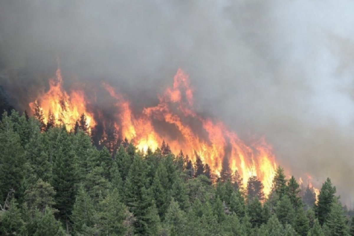 Рослесхоз назвал регионы с наиболее сложной ситуацией с лесными пожарами