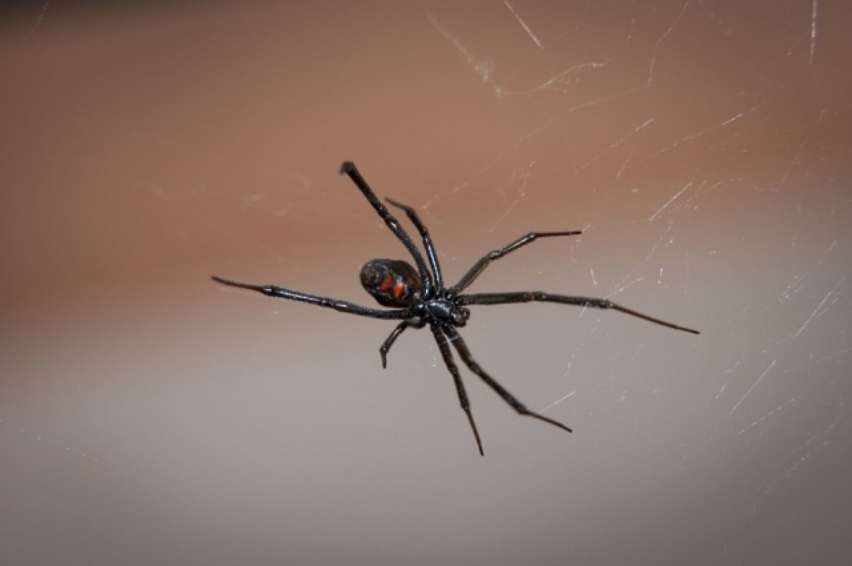 Смертельно опасные пауки каракурты замечены в Ростовской области - Новости Новочеркасска