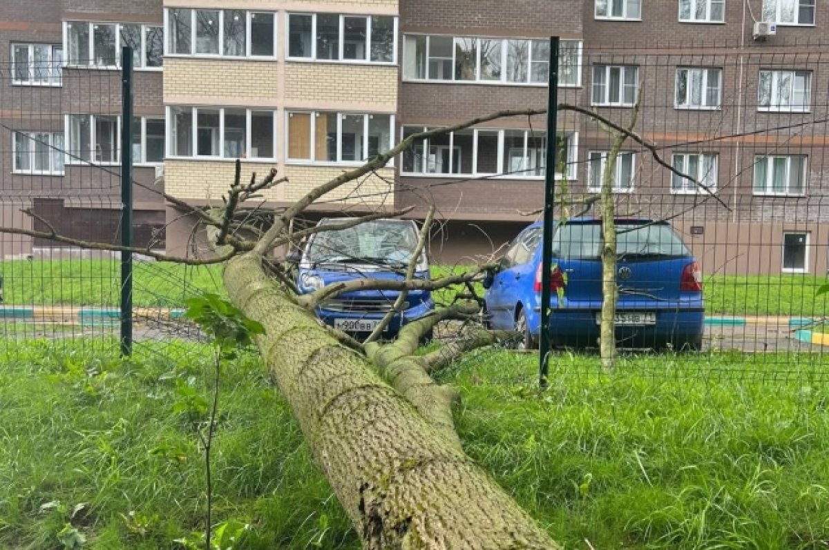 Упало дерево в парке. В Туле упали леса. Домики на деревьях под Тулой. Литейная 28 Тула. Тула авария 21 мая на улице Шухова, упало дерево.