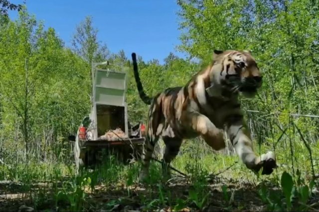 Тигра выпускают в тайгу.