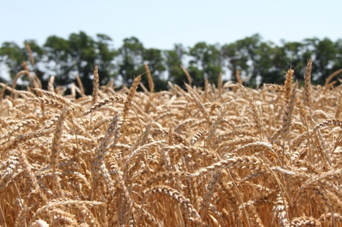 В Ростовской области уже собрано 70% урожая