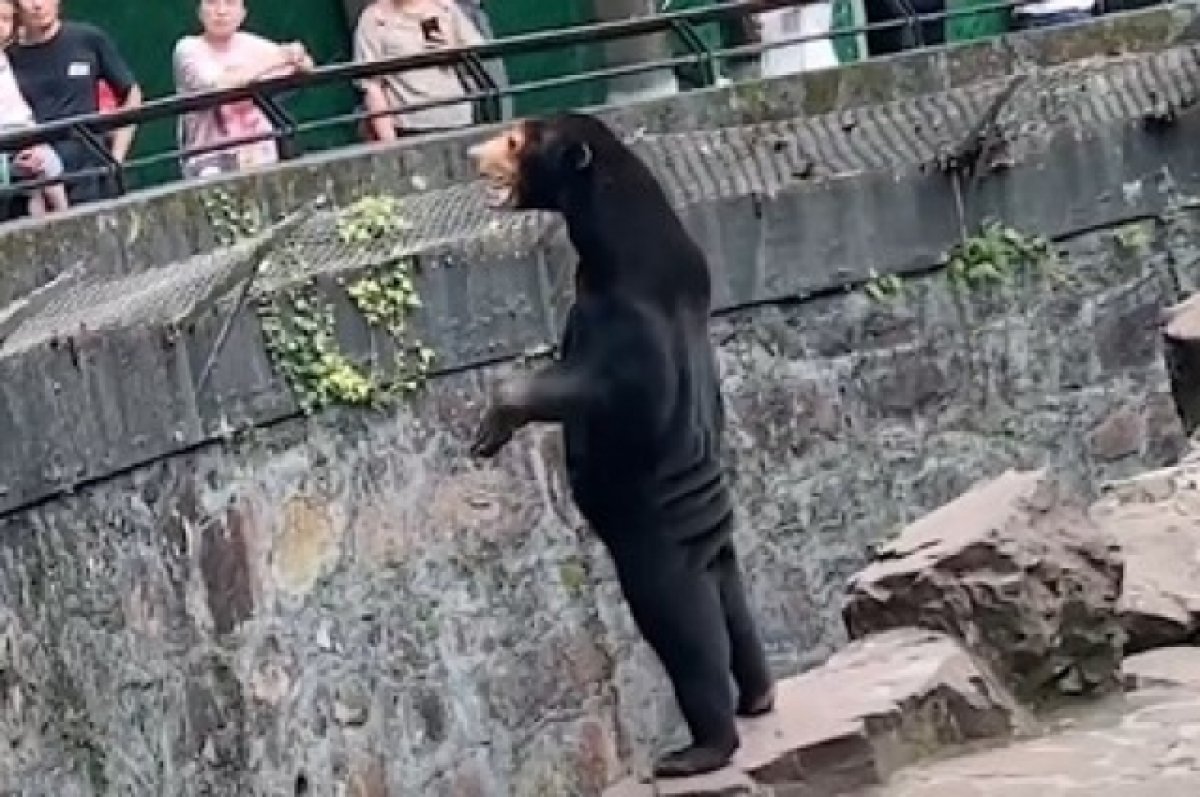 Администрацию китайского зоопарка обвинили в подмене малайских медведей