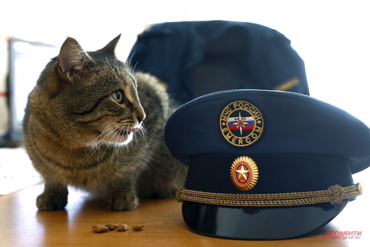 В Вологде кота-спасателя временно отстранили от службы из-за лишнего веса