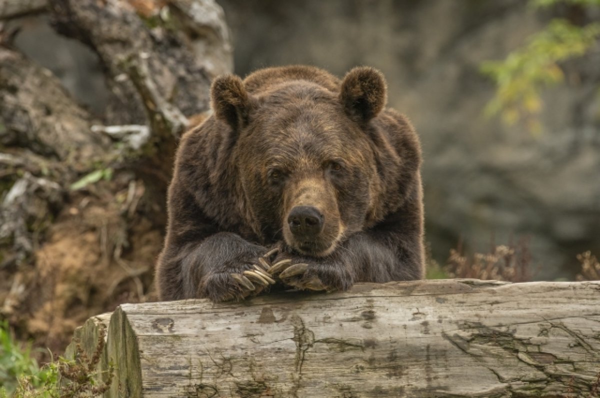 В Пенсильвании медведь напал на мужчину и укусил его за голову