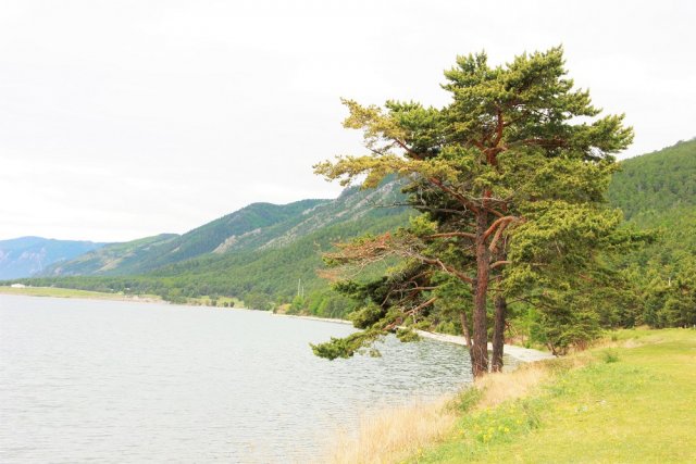 Байкал окружён вековыми лесами, общий запас древесины в прибрежной полосе озера оценивается в 492 млн кубометров.