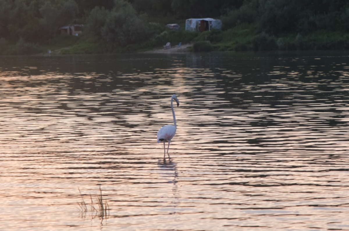 На реке в Подмосковье поселился одинокий розовый фламинго