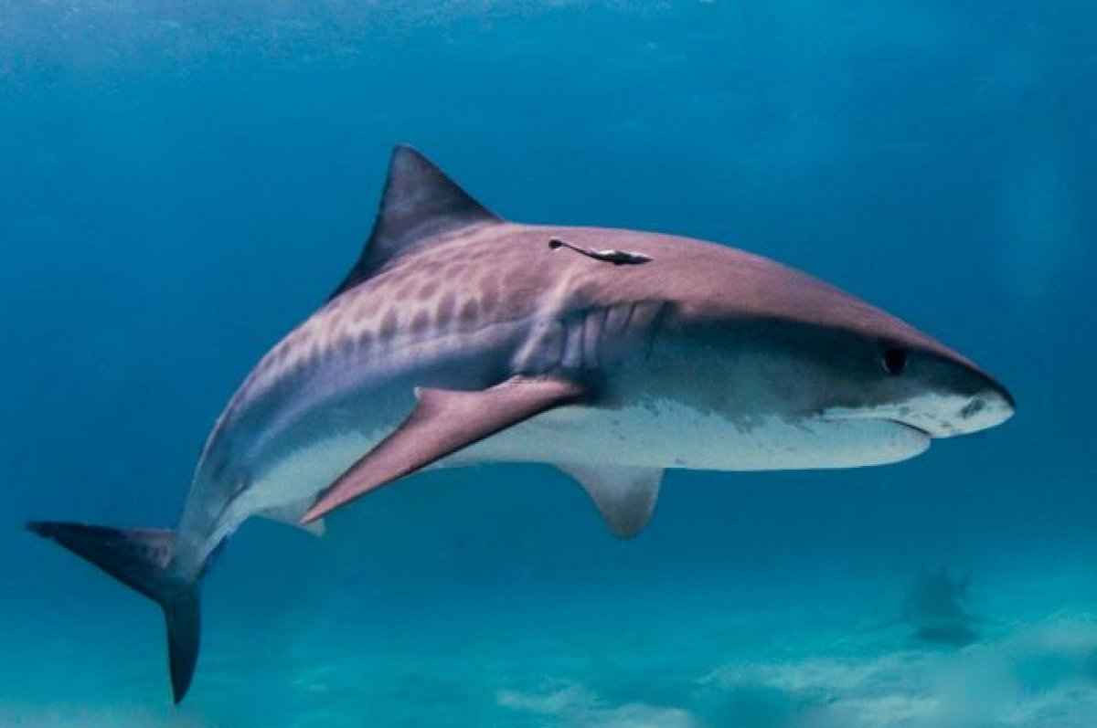 Акула из любопытства укусила женщину во Флориде