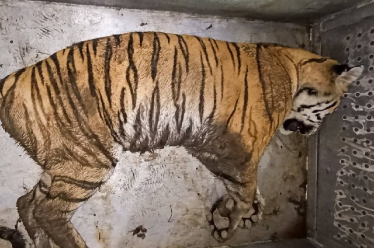В Хабаровском крае умер отловленный после нападения на человека тигр
