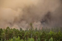 5 августа в регионе специалисты тушат 12 лесных пожаров.