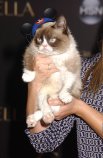 Сердитая кошечка (Grumpy Cat), которая за свою недолгую жизнь стала героиней множества мемов и получила известность буквально во всем мире.