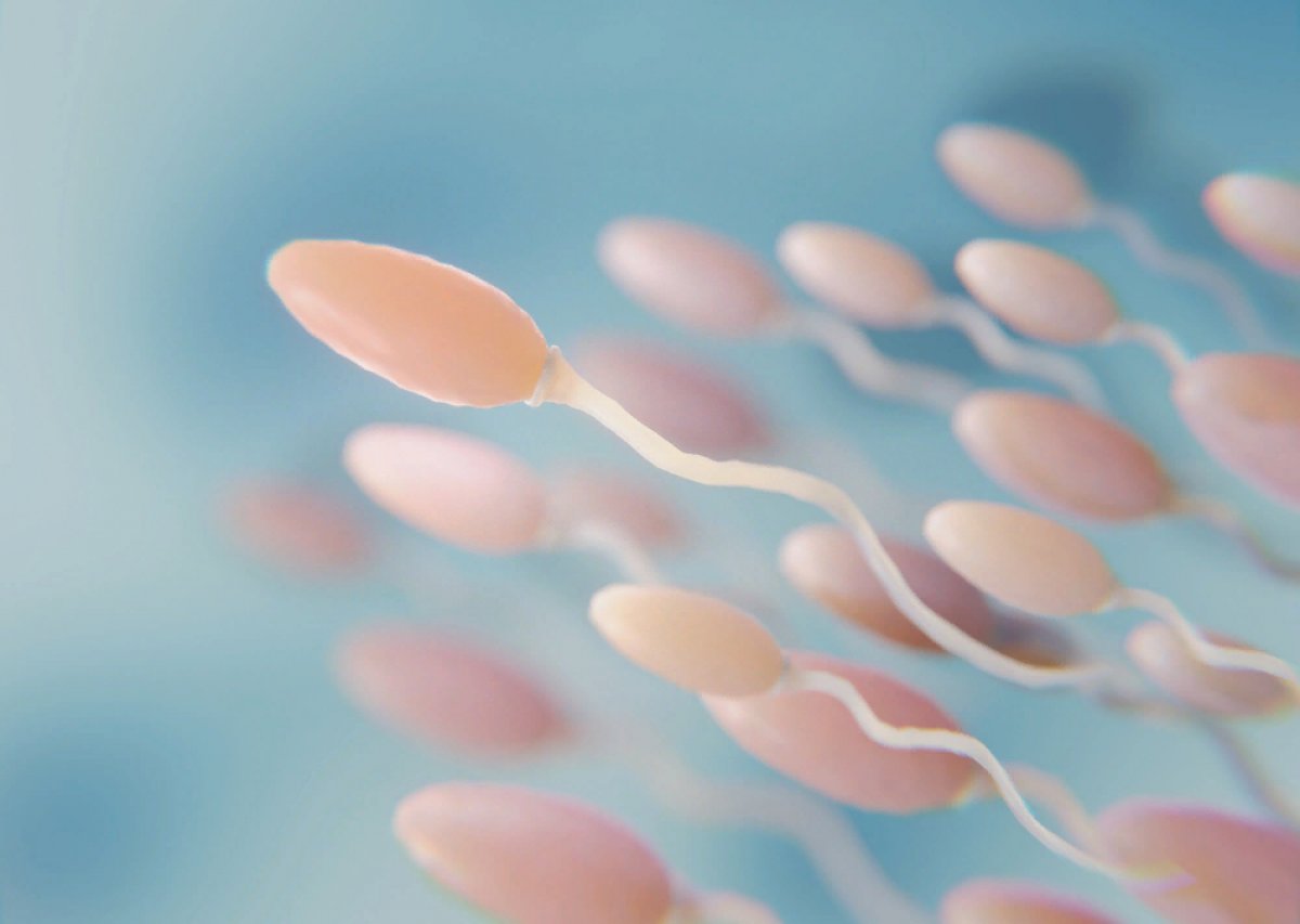 объем спермы в организме фото 49
