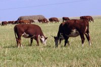 Только крупного рогатого скота в РТ за год завезли в количестве почти 50 тысяч голов, поэтому вопросы защиты о инфекций весьма актуальны.