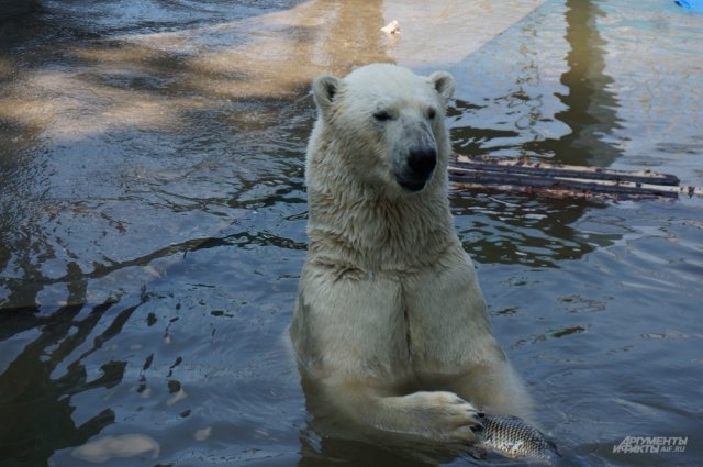 Стоимость одной особи медведя превышает 260 тысяч рублей.