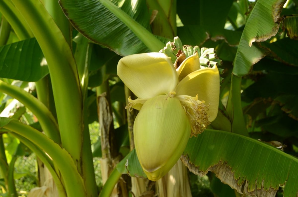 В Казахстане развернули гигантскую теплицу для выращивания бананов