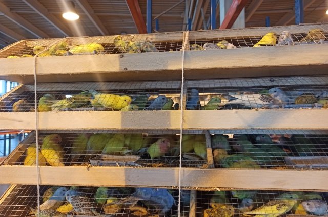 Попугаи размещены в специально подготовленном помещении предпринимателя для проведения карантина.