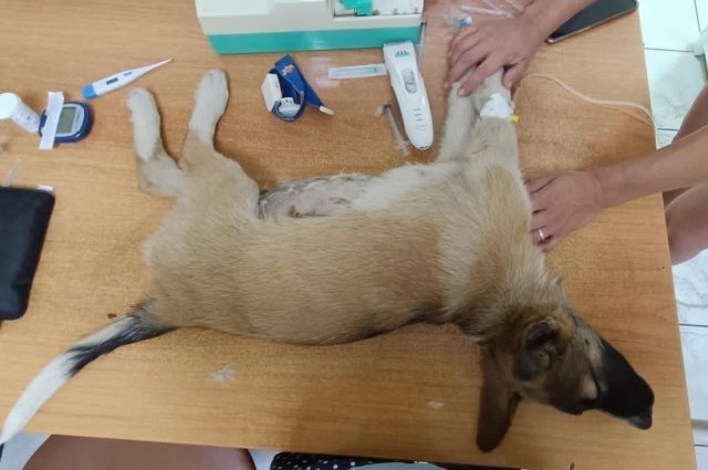 Один из выживших щенков, которому пришлось срочно делать операцию.