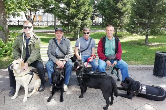 В Омской области 11 собак-поводырей.