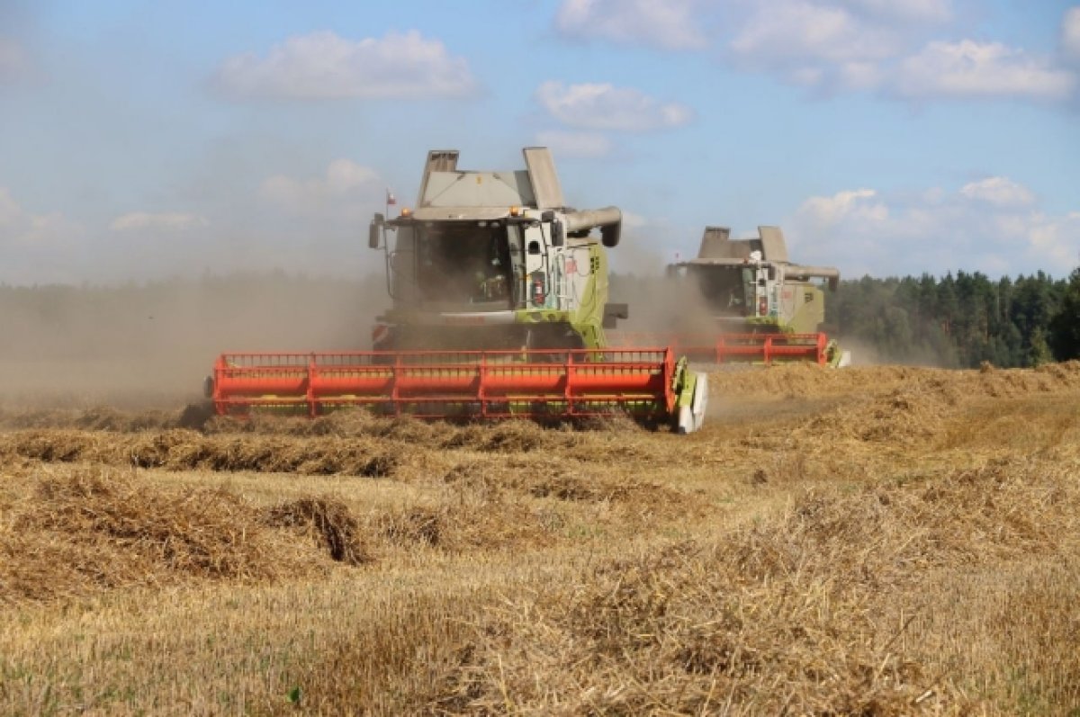 Брянские аграрии получают до 100 центнеров пшеницы с гектара