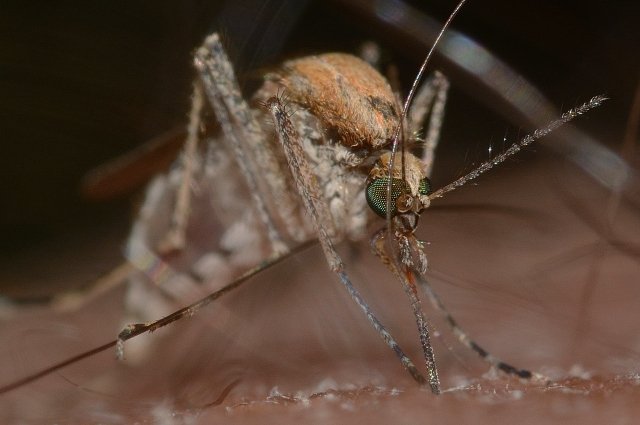 Около 200 комаров кусают людей.