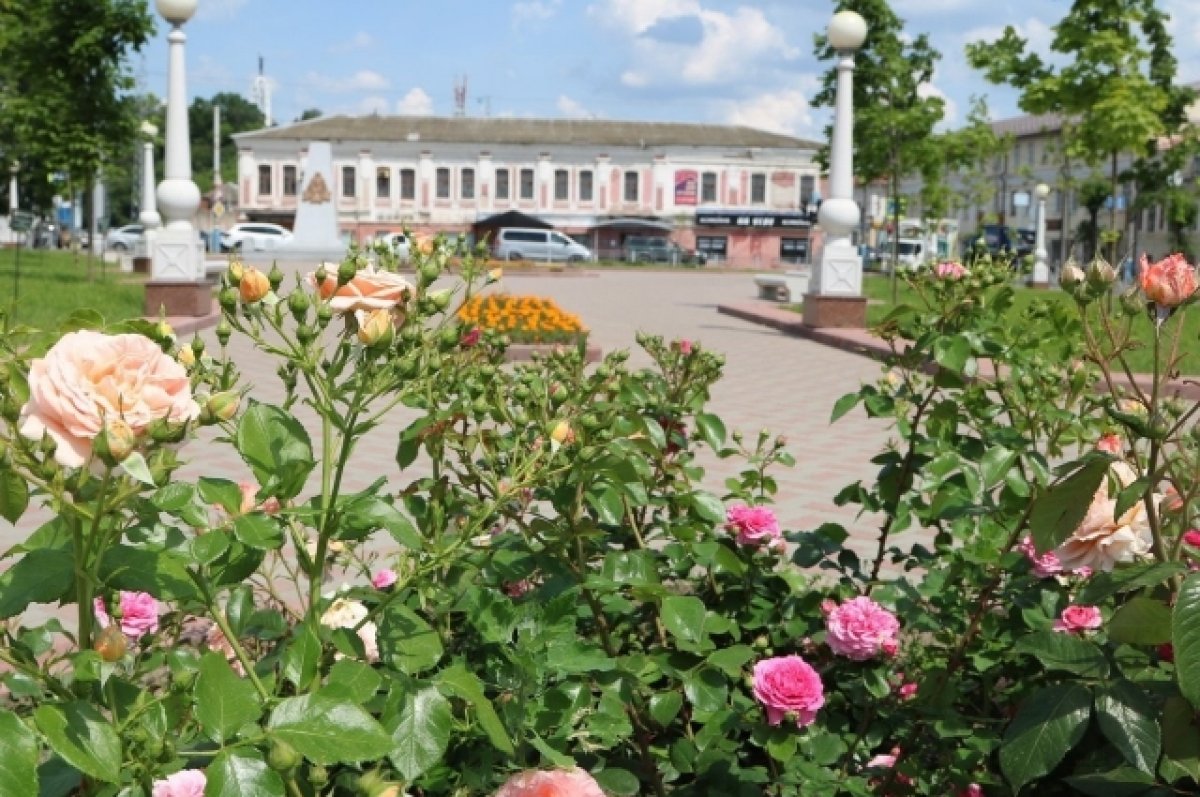 В Брянской области 24 августа ожидается до 25 градусов без осадков