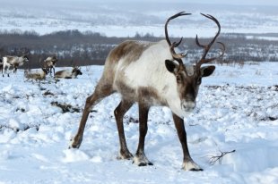 В Норвегии начали убивать северных оленей, которые паслись в России
