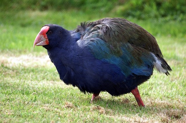 В Новой Зеландии выпустили на волю птиц такахе, ранее признанных вымершими0