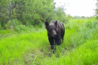 Увидеть медведя на Чукотке, как и во всём Дальнем Востоке и в Сибири, сегодня реально.   