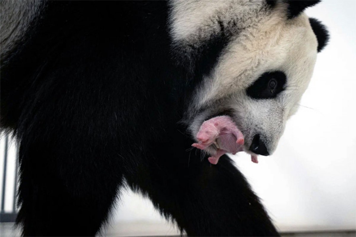 «Взяла на руки и не отпускает». В Московском зоопарке родился детеныш панды