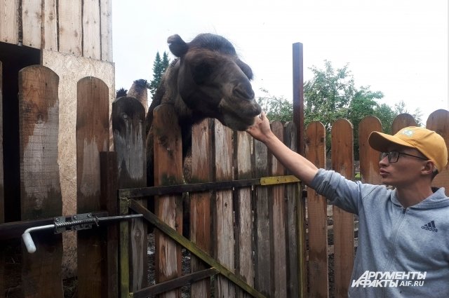 Большую часть зверей Сергей купил сам - в том числе верблюдов.