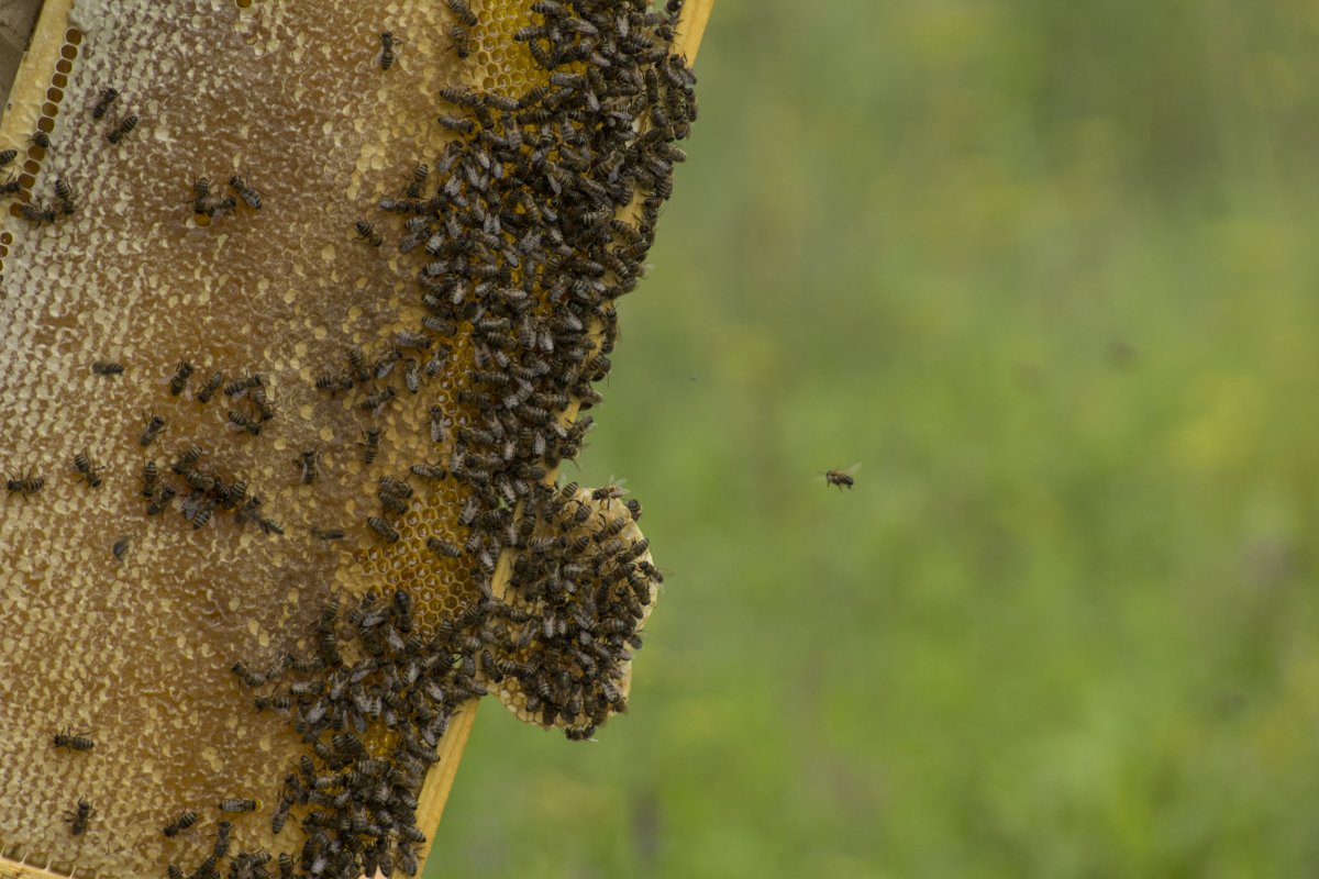 В Канаде 5 миллионов пчел выпали на дорогу из-за ДТП
