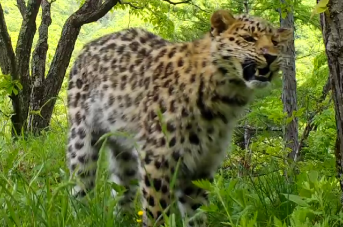 В Сети появились кадры со смеющимся дальневосточным леопардом
