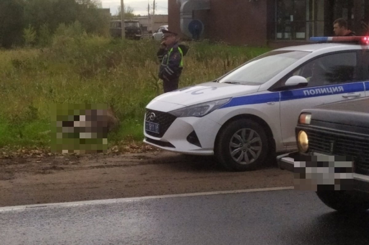 В районе Химинститута в Твери автомобиль сбил лося | АиФ Тверь