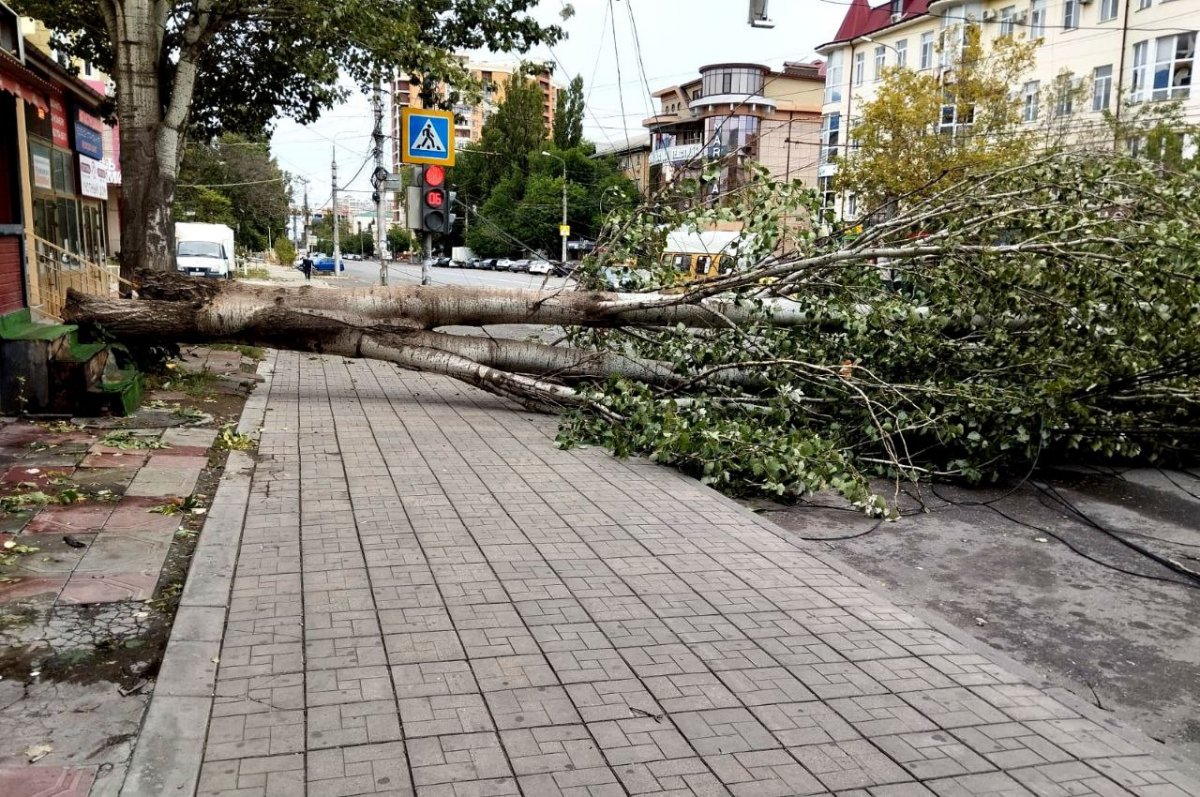 Ветер в Дагестане вырывает деревья с корнями и валит на провода и машины |  АиФ Дагестан