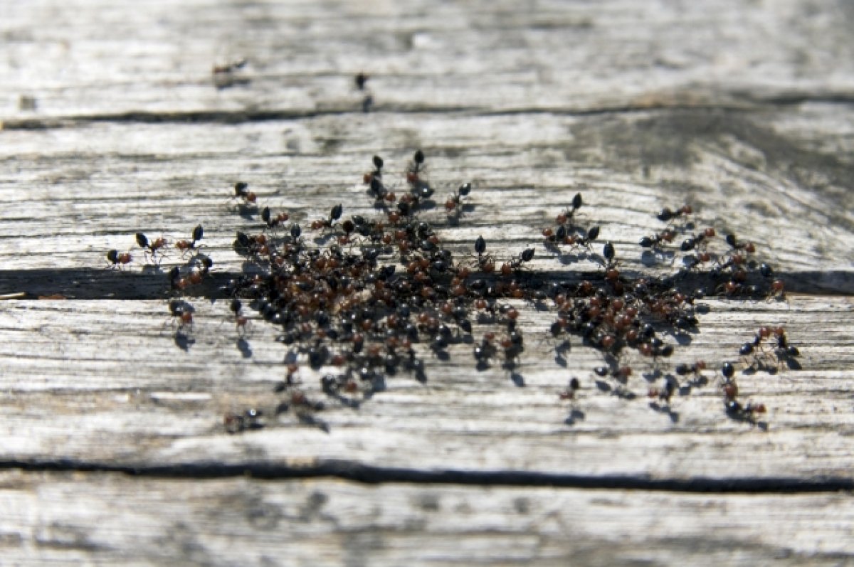 Энтомолог Марьинский: угрожающие Европе красные муравьи не придут в Россию